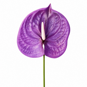 Artificial Anthurium Purple