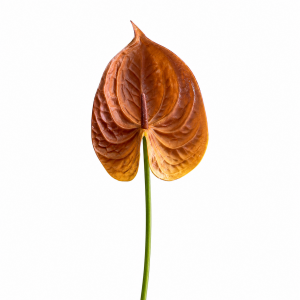 Artificial Anthurium Brown  (Small)