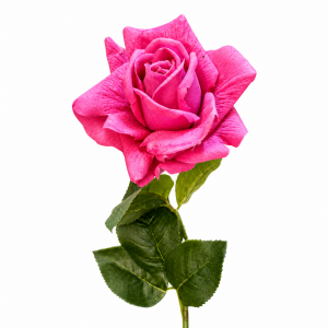 Hyper Realism Rose Hot Pink