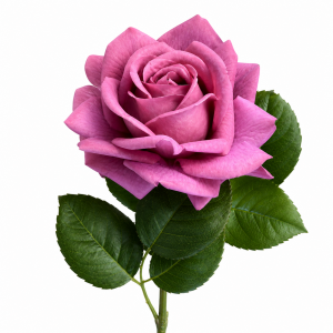 Hyper Realism Rose Purple