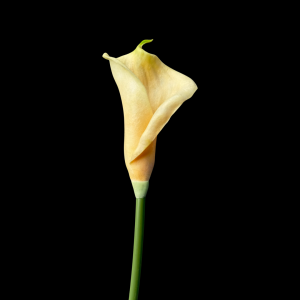 Artificial Flower Calla Lily Light Yellow