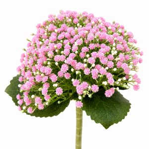 Artificial Baby\'s Breath Bunch Hot Pink