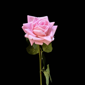 Hyper Realism Rose Pink