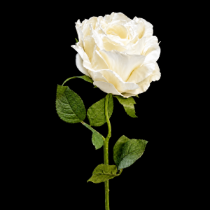 Simulation Dried Rose White