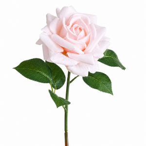 Hyper Realism Rose Baby Pink