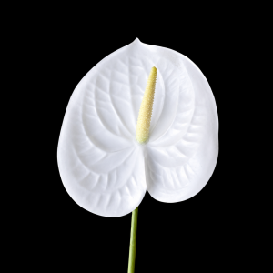 Artificial Anthurium White