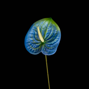 Artificial Anthurium Blue