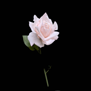 Hyper Realism Rose Baby Pink