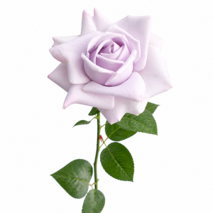 Hyper Realism Rose Light Purple