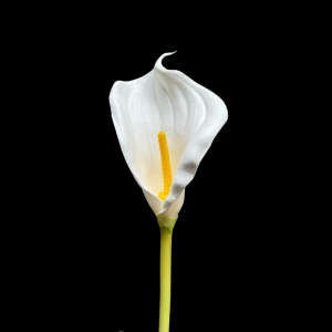 Artificial Flower Calla Lily White