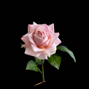 Hyper Realism Rose Pink