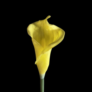 Clearance! Artificial Flower Calla Lily Yellow