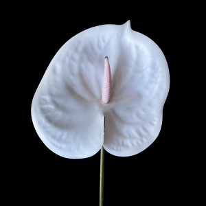 Artificial Flower Anthurium White