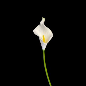 Artificial Flower Small  Calla Lily White