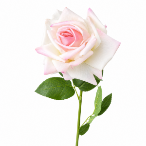 Hyper Realism Rose Champagne