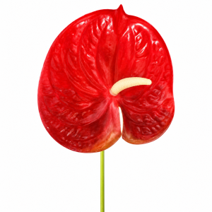 Artificial Flower Anthurium Red