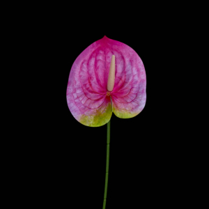 Artificial Anthurium Hot Pink