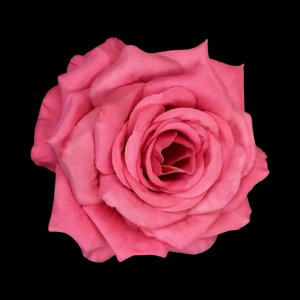 Artificial Rose Head Hot Pink (1 Piece)