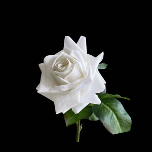 Hyper Realism Rose White