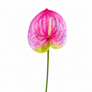 Artificial Anthurium Hot Pink