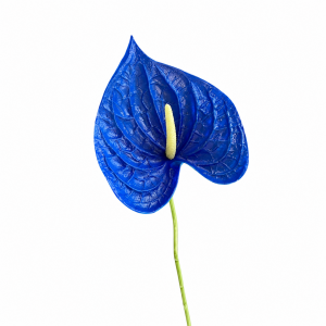 Artificial Anthurium Royal Blue
