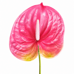 Artificial Anthurium Hot Pink