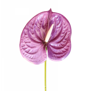 Artificial Anthurium Purple