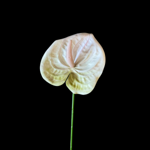 Artificial Flower Anthurium White