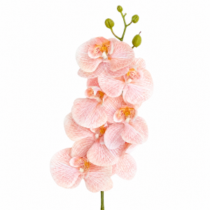 Artificial Phalaenopsis Champange