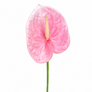 Artificial Anthurium Pink