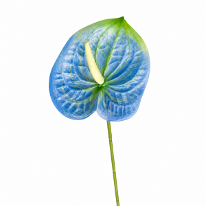 Artificial Anthurium Blue