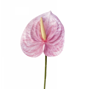 Artificial Anthurium Pink