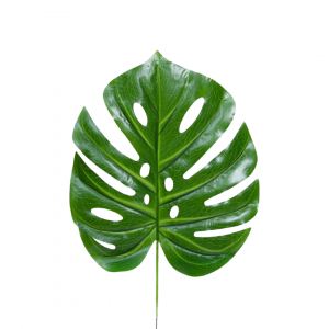 Artificial Turtle Leaf