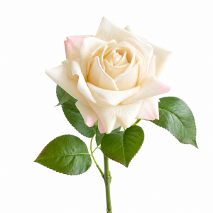 Hyper Realism Rose Champagne